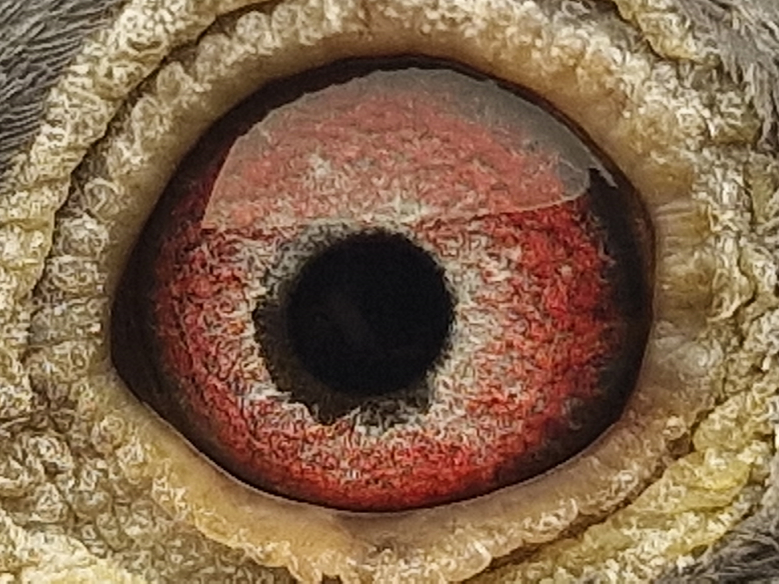 Pigeon eye
